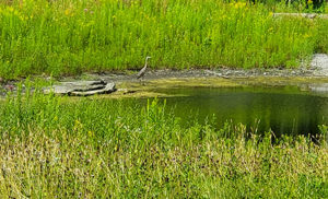 A great blue heron has been spotted down by the pond.