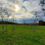 The Morgan Orchards apple orchard is taking shape